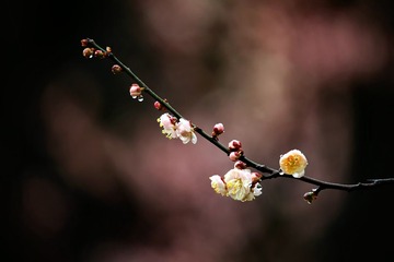IMG_0281_dh