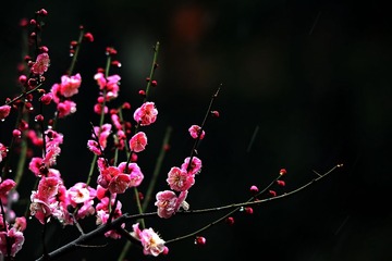 IMG_0259_dh