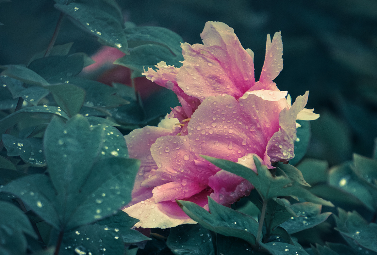 晓看红湿处花重锦官城