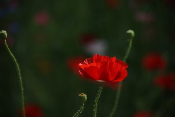 36C5221E-3084-4CDF-9E45-5B90A3464269/L0/001