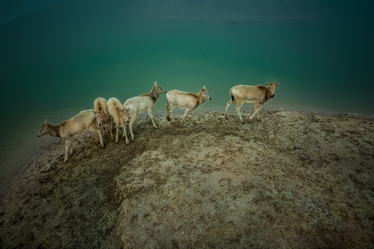 麋鹿,野鹿荡,yuanshengtai