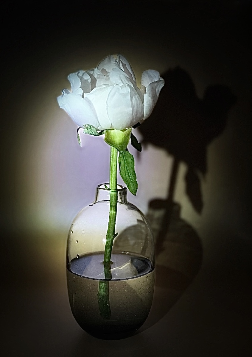 瓶花光影手机摄影