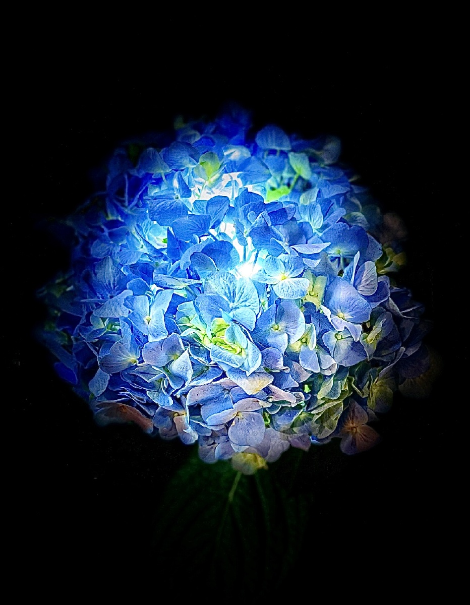 大海蓝绣球(手机摄影)