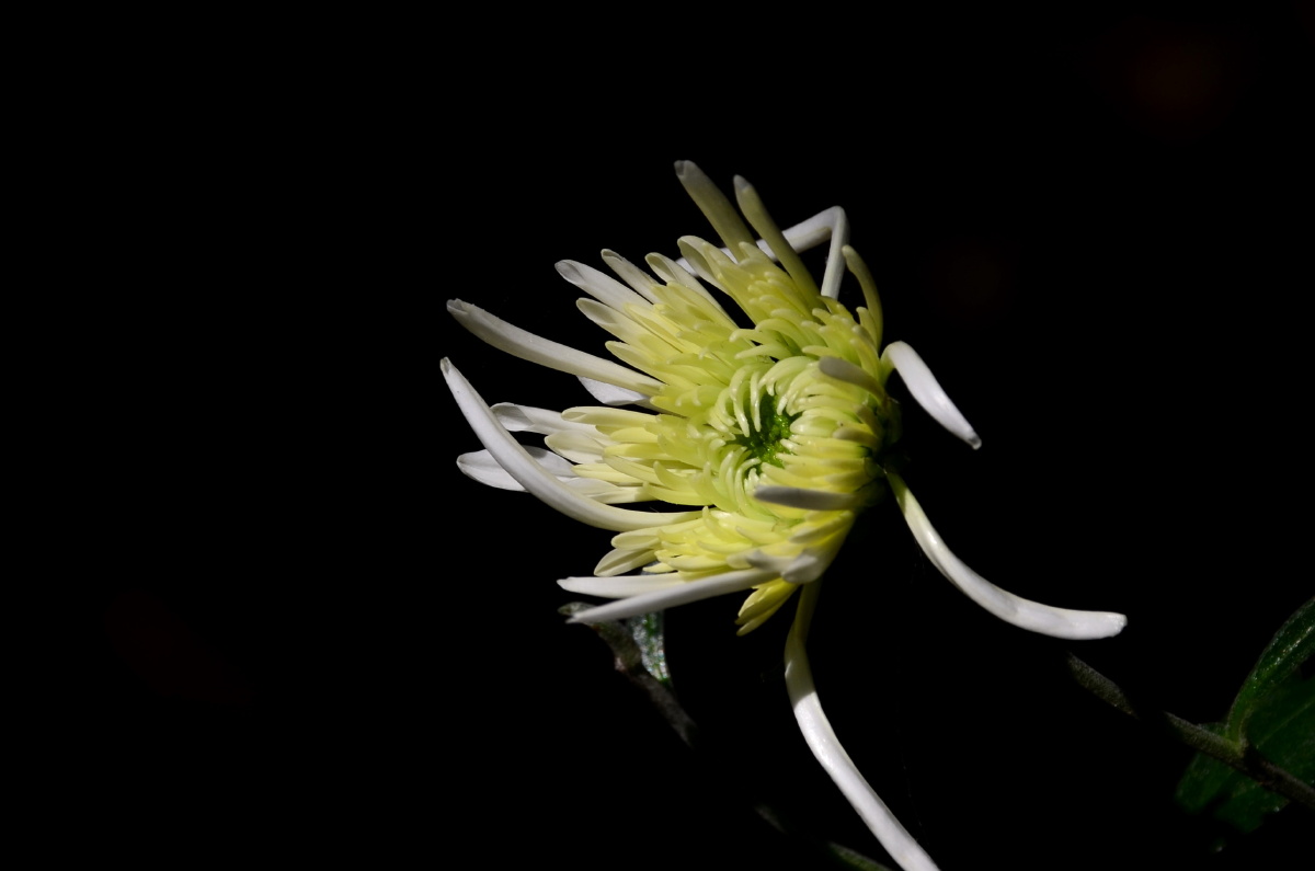 第一次拍纯黑背景