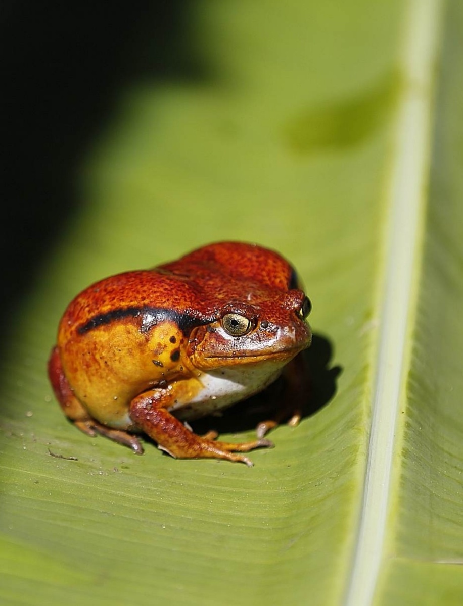 马达加斯加独有的番茄蛙