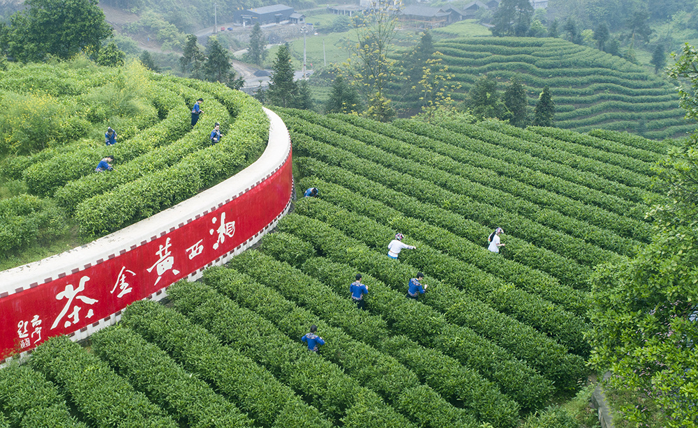 中国黄金村产地湘西黄金茶谷