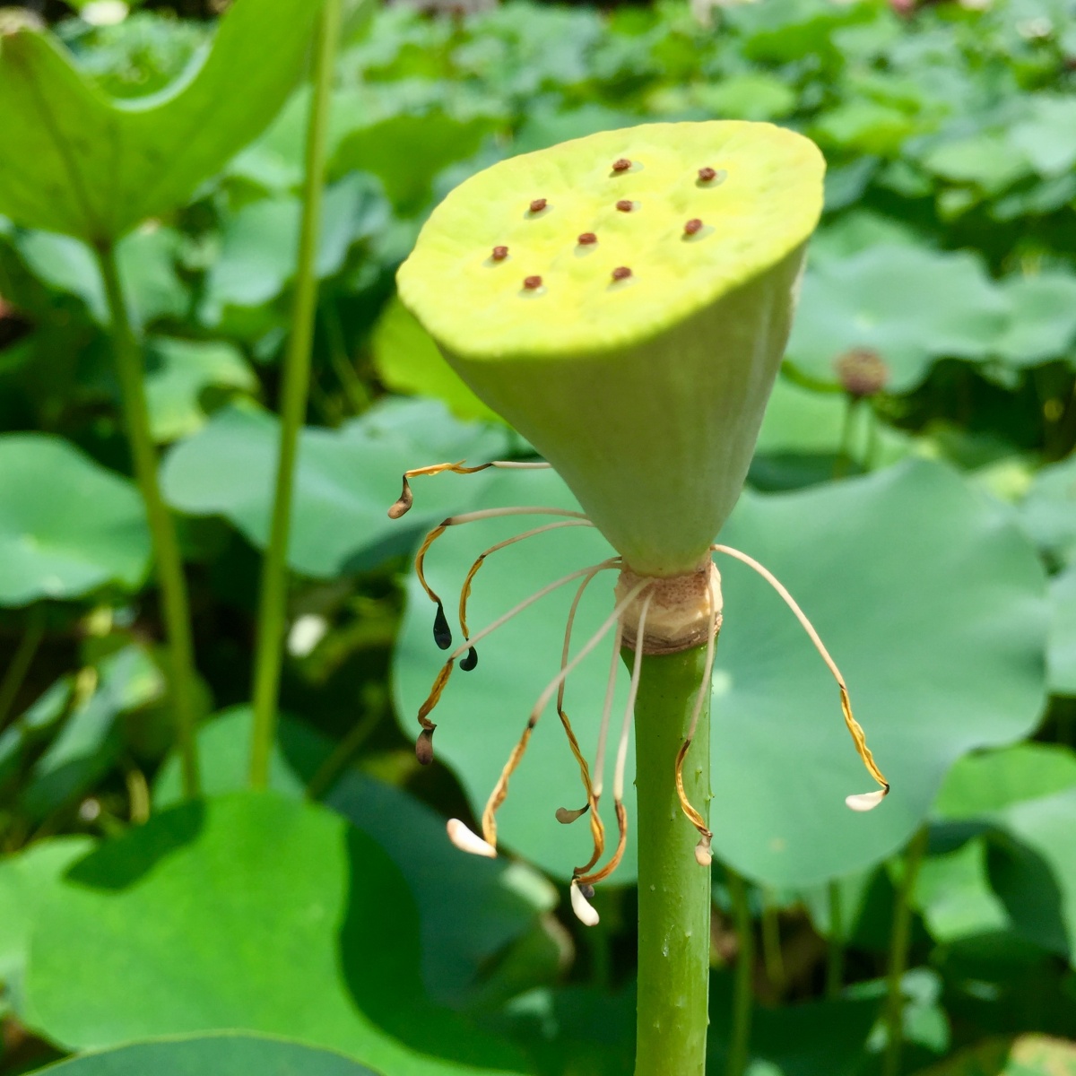 一生一世莲蓬头