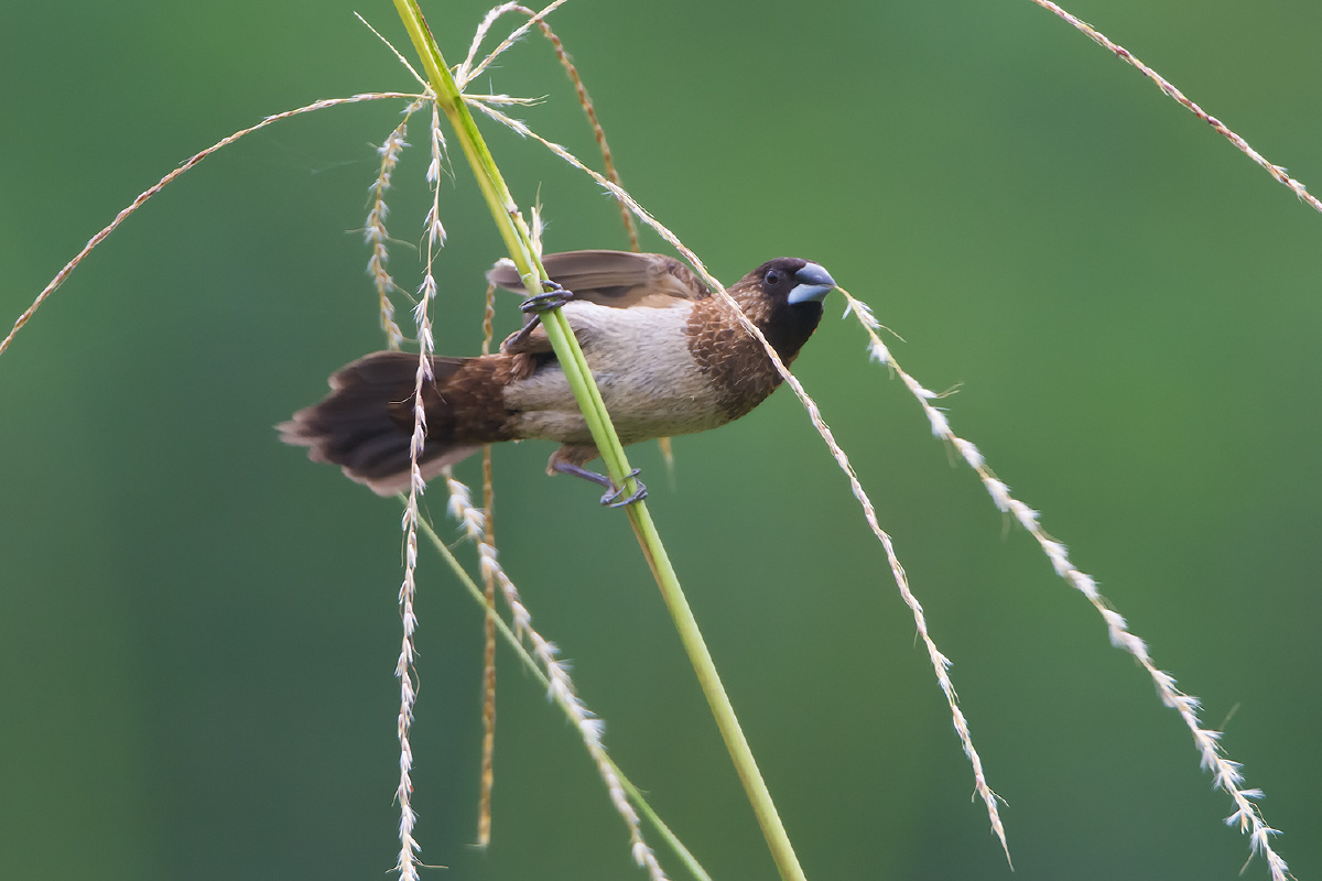 白腰文鸟在收集筑巢材料.
