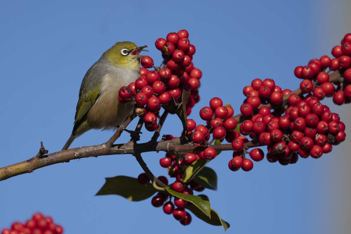 吃果果的绣眼鸟