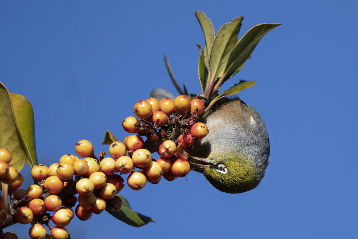 吃果果的绣眼鸟
