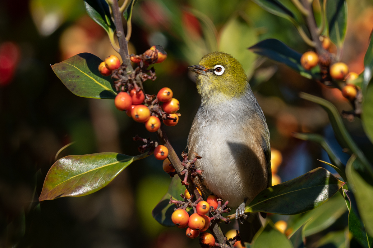 吃果果的绣眼鸟