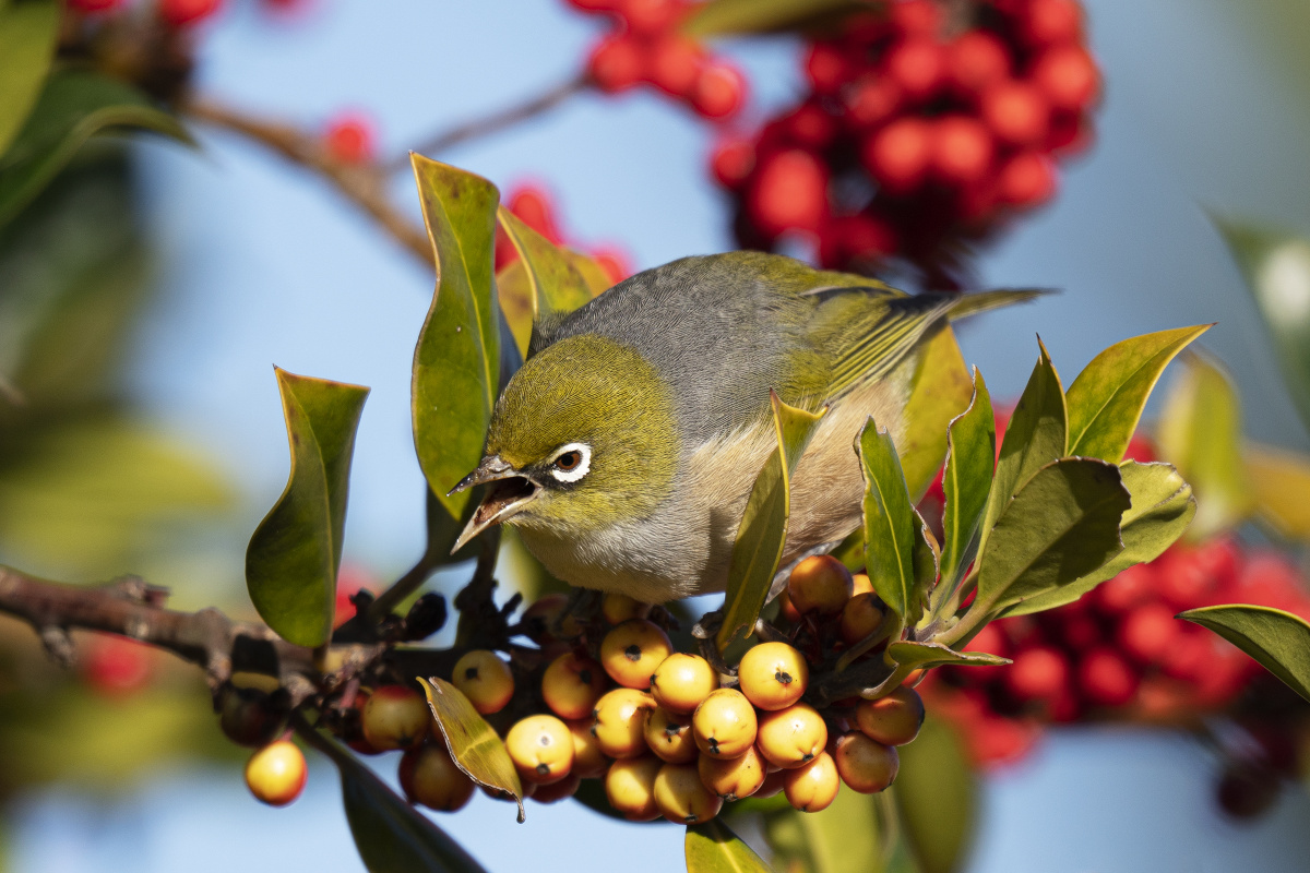 吃果果的绣眼鸟
