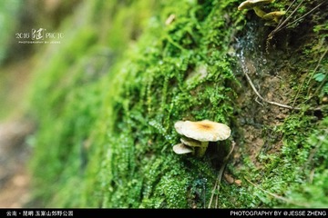 _ZWJ8258