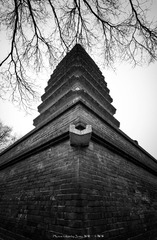 _ZWJ0589