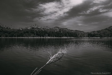 _ZWJ2240