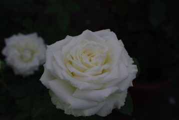 白色的花
