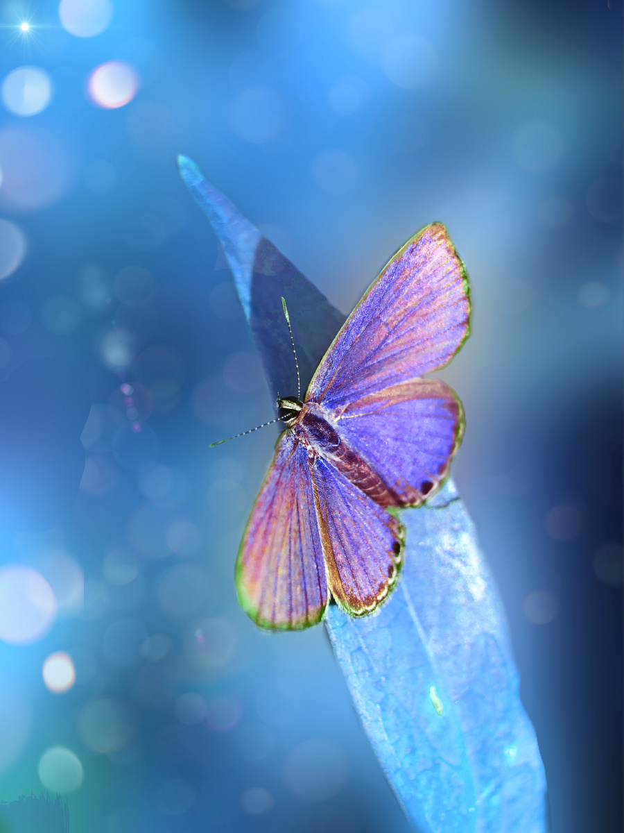 摄影大赛数码赛区夏季蝴蝶昆虫花无嵴椎动物精致的模煳明亮颜色生物学