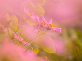 梦幻格桑花008
