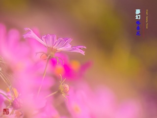 梦幻格桑花01