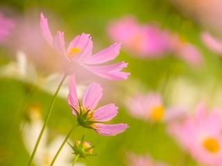 梦幻格桑花002