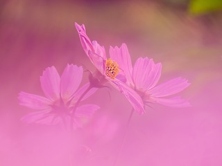 梦幻格桑花007