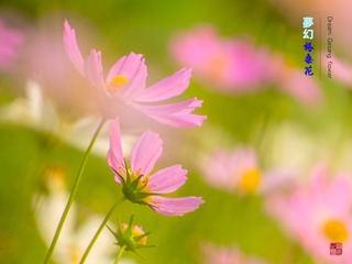 梦幻格桑花02