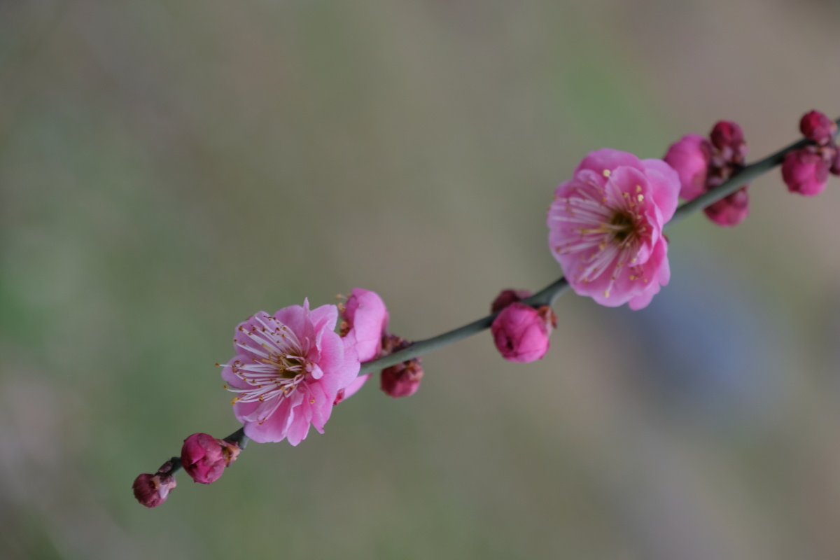 二月梅花独自开无意争春香自来