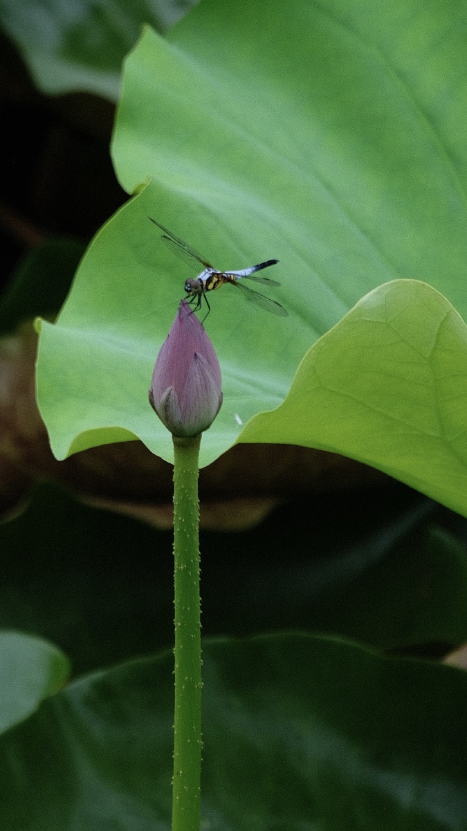 雨荷雨后珍珠满荷塘蜂鸟蜻蜓嬉闹忙