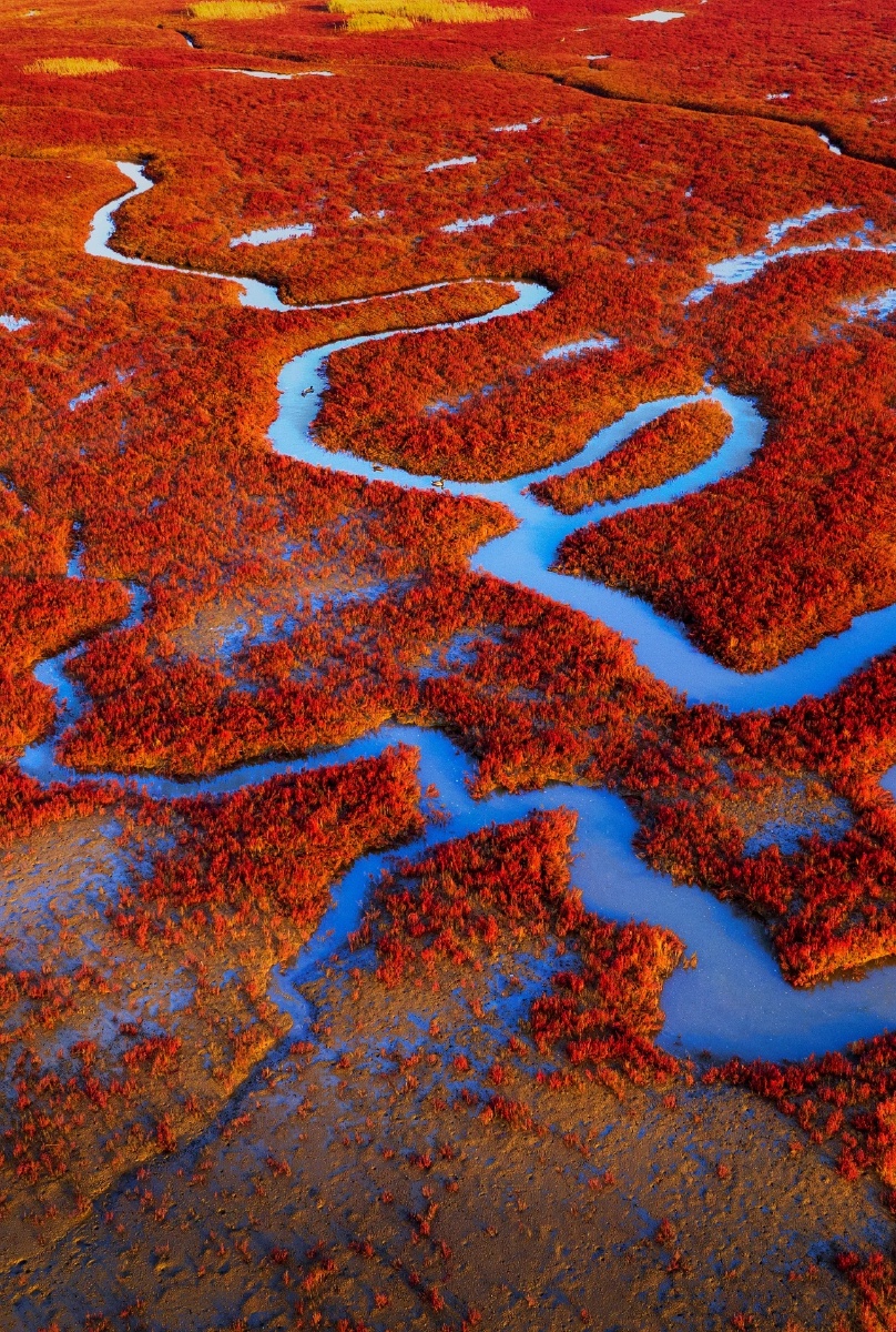 红海- 水云轩竹影荷风