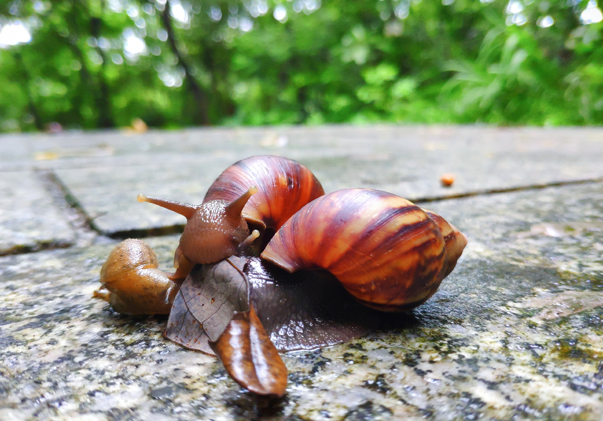可爱蜗牛的一家三口