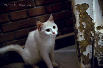 我们楼猫，这是一只优雅的猫