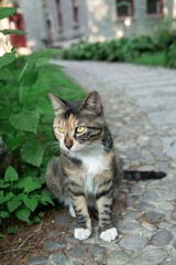 在北大遇到的猫，身材难得不错