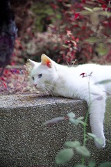 任然是一只身材好的北大猫