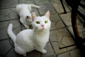 清华猫身材好点