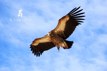 IMG_5974_