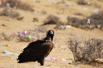 IMG_5977_