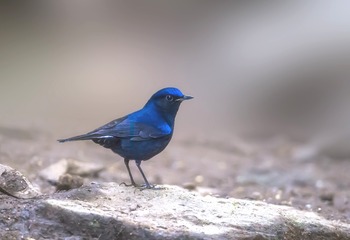 2240290