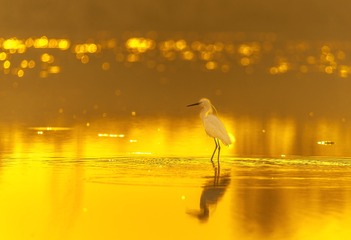 1770160