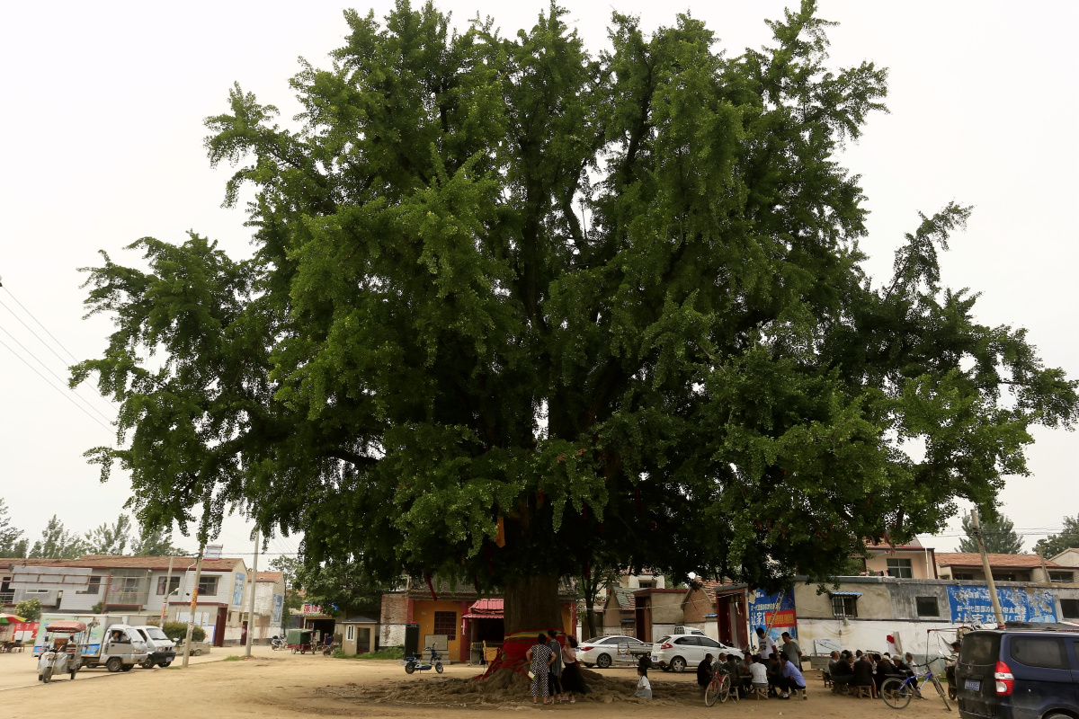 商丘千年银杏树汉代梁国遗存之树2000年树龄