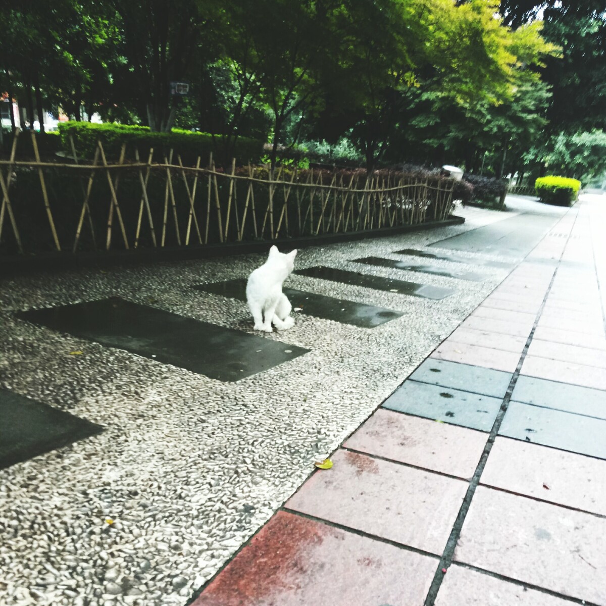 我和我的猫都很想你<br />
可惜我没有猫<br />
也没有你