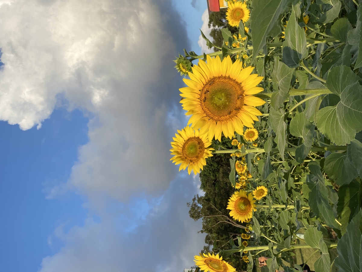 珠海色彩组照,旅游时看到公园的花,海边风景,白沙滩