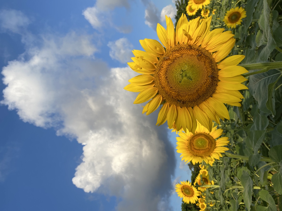 珠海海滨公园向日葵