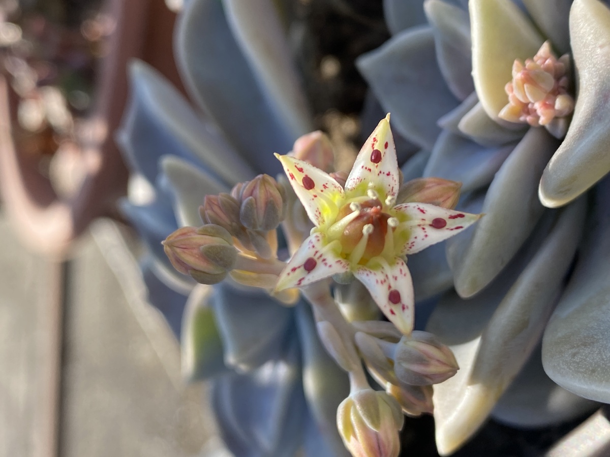 胧月,也叫宝石花,肉肉也是开花的,小而精致. - 远方童豆 - 图虫