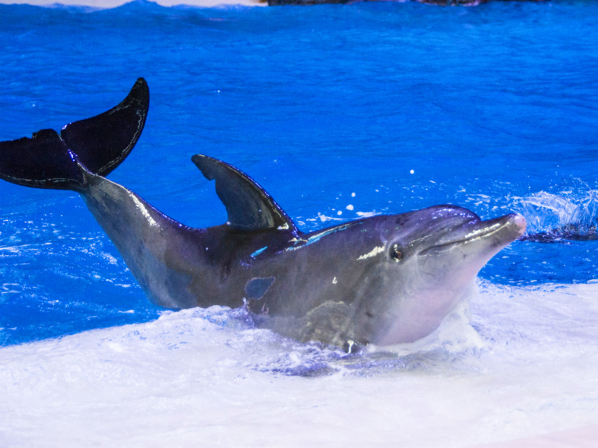 海豚表演海豚表演海豚海豚北极熊北极熊北极熊北极熊企鹅企鹅企鹅门口