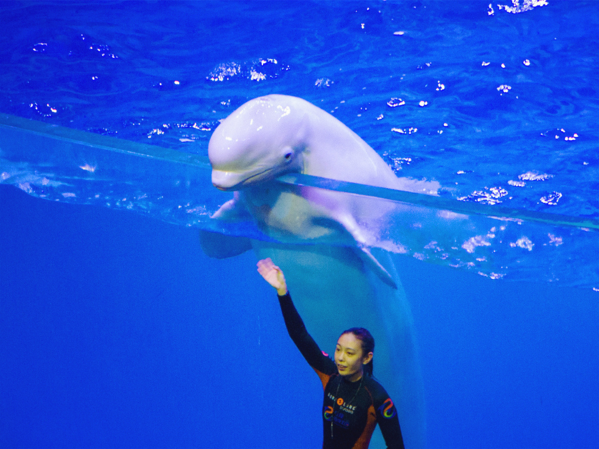 珠海长隆海洋王国