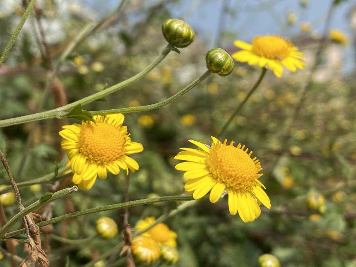植物野菊花黄黄的小花布满篱笆增添秋冬的色彩