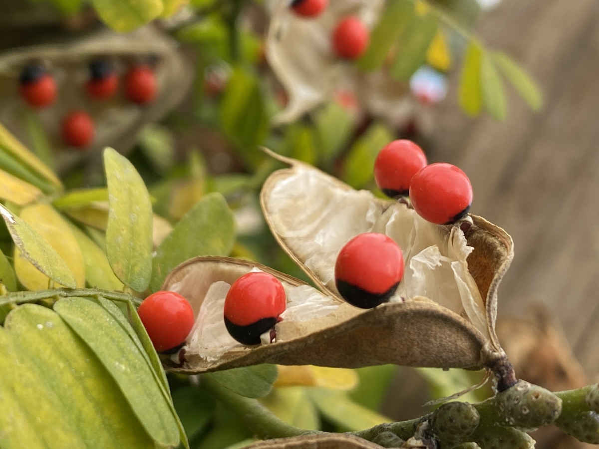 红红的相思子,很是特别.居然是冬天种子才成熟.这是有剧毒的植物,可不