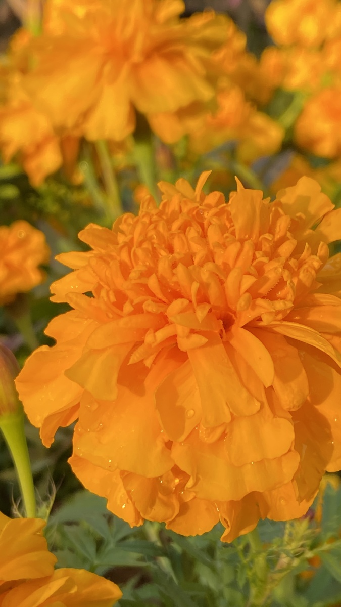 冬天绽放的长寿菊,橙色的花,好看.适合过节摆放.