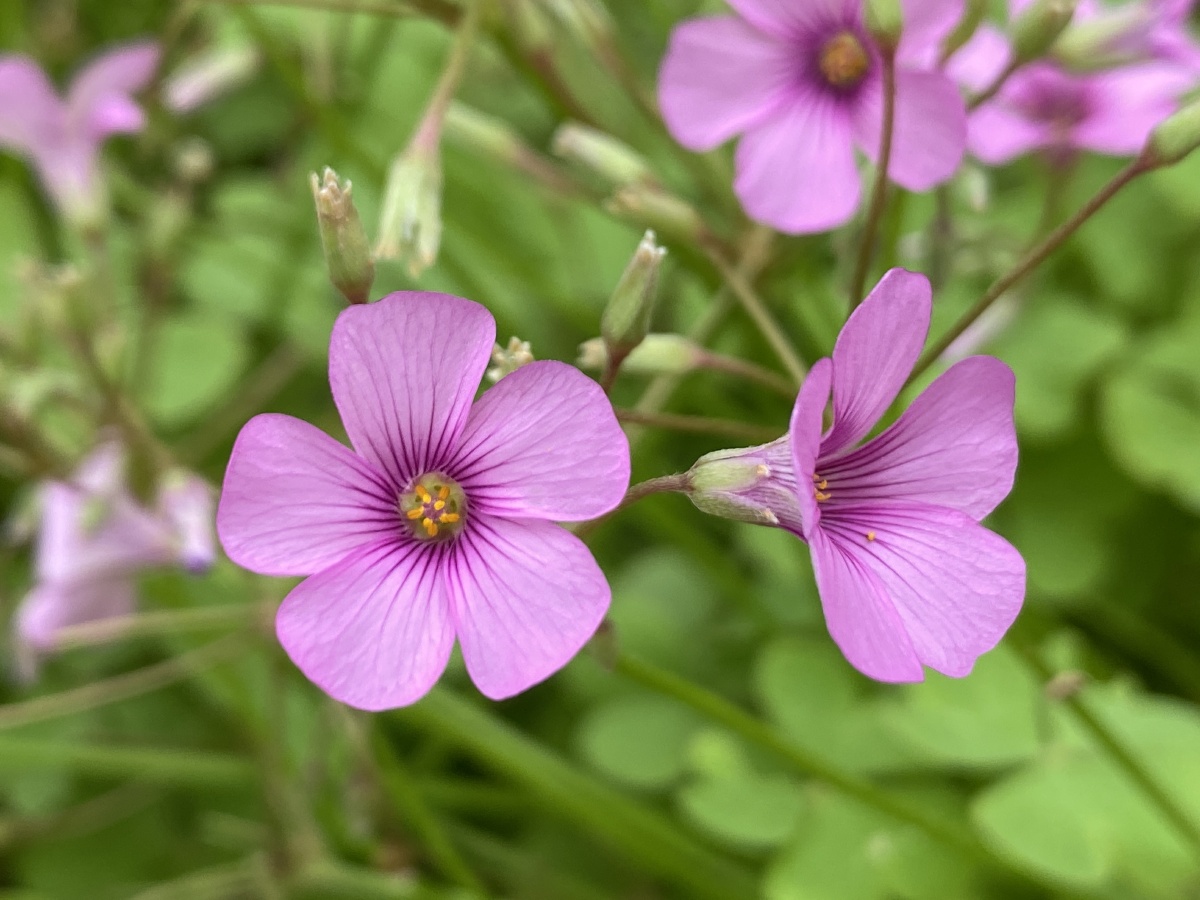 一组花的图片身边的花向日葵说不出名字的美美哒