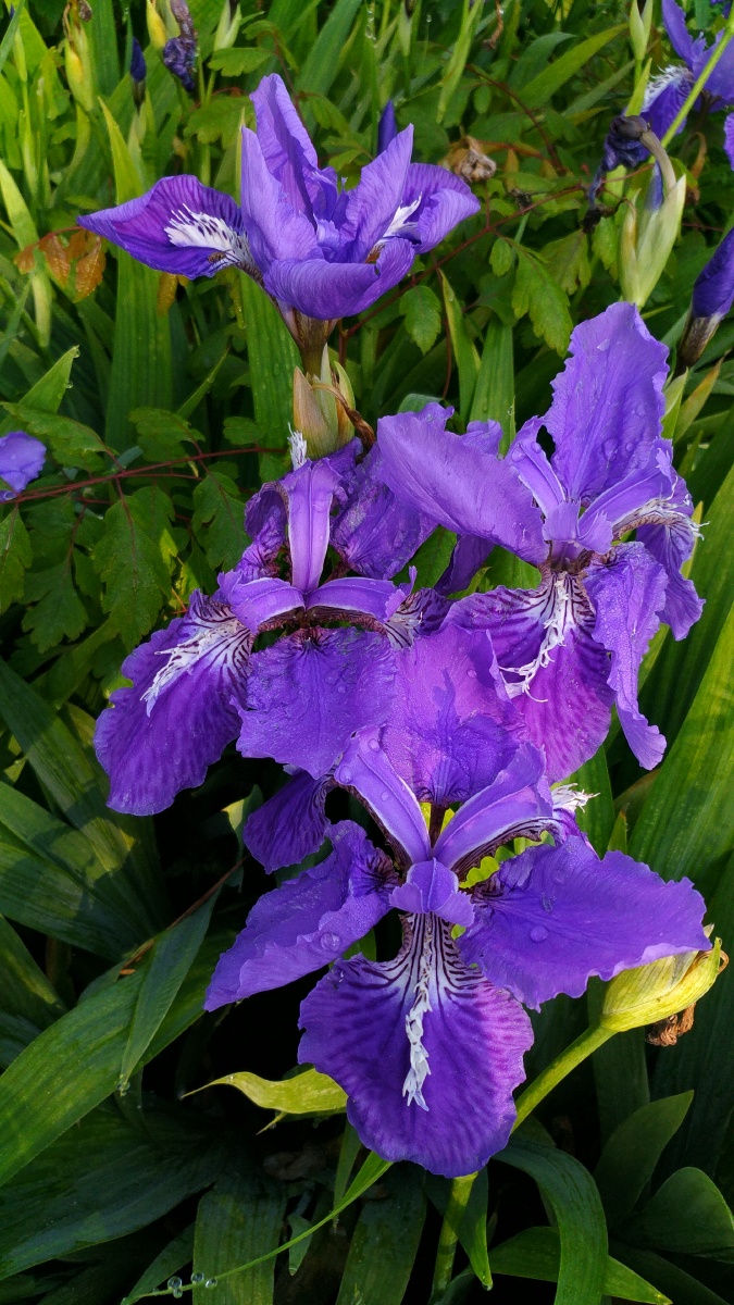 西伯利亚鸢尾花